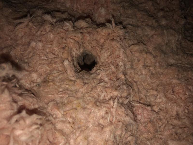 Bat Removal & Exclusion in Wausau